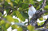 White-rumped Falconborder=